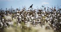 Synthetic fabrics kneecapped American cotton. Industry leaders have a plan to revive it