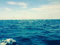 Bay Making Progrss in Reducing Pollution Study Shows