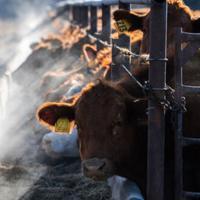 Cattle Feeders Optimistic as Cattle Trade Begins to Normalize