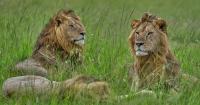 World Lion Day: Lions and communities face a growing struggle to coexist