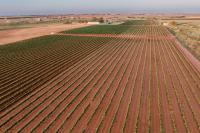 Texas wine’s High Plains reckoning