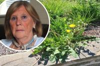 Council accused of ‘environmental neglect’ as giant weeds take hold in pavement planter