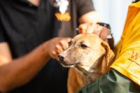 Only 8% of people in UK check rabies risk before travelling abroad, despite it existing in over 75% of countries