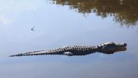 Gator Bites Woman In Florida River