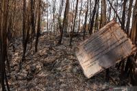 Indonesia targets 15,000 hectares of ecosystem restoration in 2026