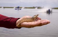 Sustainable Shrimp Partnership announces new associate members