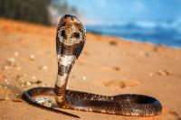 In Nepal, king cobras and cobras are turning up in homes near Chitwan National Park