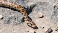 3 schoolgirls die after suspected snakebite in Maharashtra; one critical, two serious