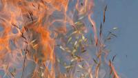 California's Gann Fire Now 72% Contained