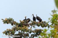 Three More Giant Ibis Nests Found in Keo Seima Wildlife Sanctuary