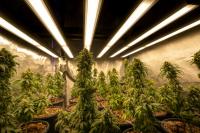 One year on, Delaware’s marijuana industry continues to face obstacles, debate