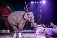 Certain Animals to be Banned from Circus Performances in Hungary