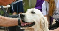 New Illinois law requires teachers to receive service animal training