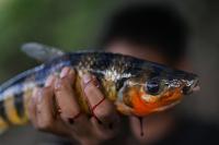 In Amazon rivers, fish breathe and ingest plastics