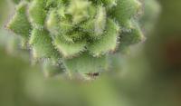 Darwin's Carnivorous Plant Prediction Confirmed by Modern Science