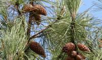 $2.48 million project to restore Aleppo pine forests in Kasserine