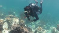 Why 'it is absolutely not too late' for Florida's coral reefs