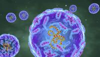 Florida Reports Second 2026 Death From Vibrio Vulnificus Infection