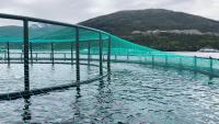 Falkland Islands Salmon Farming Consultation Opens