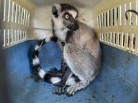 Five illegally possessed lemurs found in New Taipei
