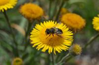 Mexico’s Supreme Court to consider whether Maya stingless bees should have legal rights