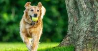 RSPCA issues 'keep your pets away' warning to animal lovers