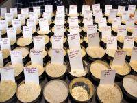 Global rice output may fall by 9 million tonnes in 2026-27 amid El Nino risks: Report