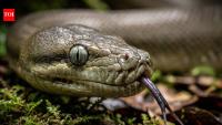 Papuan olive python: Habitat, diet, reproduction and other remarkable facts about New Guinea's largest snake