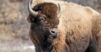Another Tourist Attacked by Bison as Terrifying Video Goes Viral