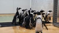 Star treatment for latest arrivals making a splash at Yorkshire Wildlife Park