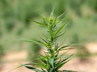 Pa.’s attorney general is backing a hemp product ban. The industry says it goes way too far.