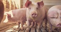U.S. pork exports look to rebound after pseudorabies-related ban