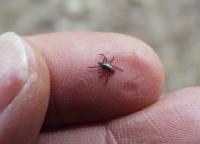 Suffolk Closeup: New research on ticks