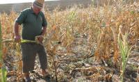Farmers Are Being Compensated for Last Year’s Losses