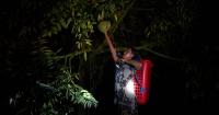 China can't get enough of durians as Malaysian farmers fight extreme weather to feed the craving