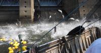 Kentucky fishermen reeling in results under 'experimental' program combatting Asian carp