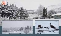 Watch: Severe snowstorms and freezing conditions grip SA amid public holiday travel chaos