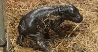 Toronto Zoo Celebrates Birth of Endangered Pygmy Hippo – The Pictures and Video are Adorable