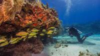 Scientists are racing to save Florida’s coral reefs from the deadly heatwave