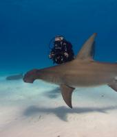 This Adventure Travel Program Lets You Swim With Sharks In The Maldives, Take a Zero-Gravity Flight In France, & Ski An Italian World Cup Course