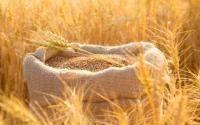 Government increases wheat prices to Sh 5,100 per 90 kg bag