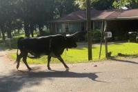 Deputies help lasso escaped 1,5000 bull in Alabama