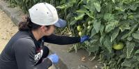 VSU Research Targets Bacterial Disease in Tomatoes and Peppers