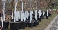 Edina's fall tree sale features 18 varieties at less than half price