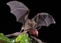DoE seeking ‘citizen scientists’ for bat study