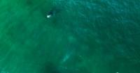 Everywhere Insiders 60: Israel, Icelandic Whaling, AI Cybersecurity, and Cambodia