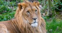 World Lion Day 2026: Why the World's Lions Are Under Threat and How Many Are Left?