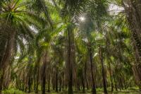 Oil Palm in Latin America: Monoculture and Violence