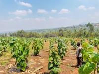 Modern Irrigation Technology Transforms Fruit Farming in Gisagara District