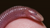 Scientists Say: Amphisbaenian
